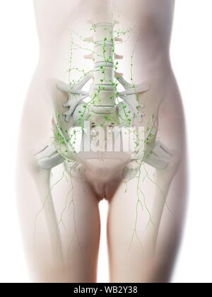 Female abdominal lymph nodes, computer illustration. Stock Photo