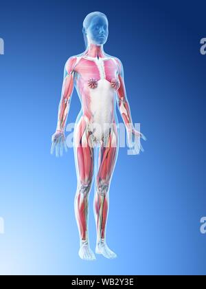 Female anatomy, computer illustration. Stock Photo
