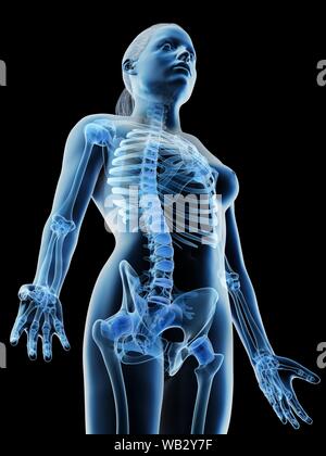 Female upper body bones, computer illustration Stock Photo - Alamy