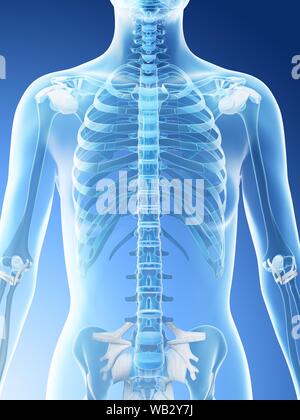 Female upper body bones, computer illustration. Stock Photo