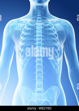 Female upper body bones, computer illustration. Stock Photo