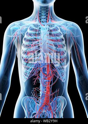 Female upper body anatomy, illustration - Stock Image - F026/5626