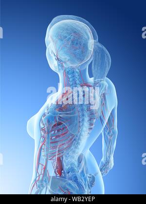 Female vascular system, computer illustration. Stock Photo