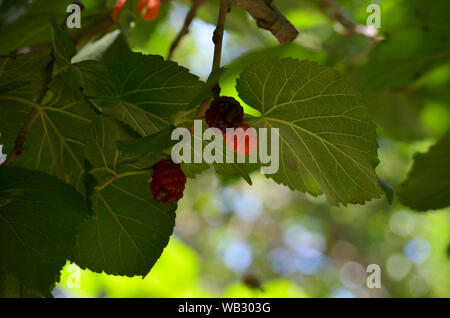 Black mulberry tree (Morus nigra) leaves and fruits, Nuratau mountains, Central Uzbekistan Stock Photo