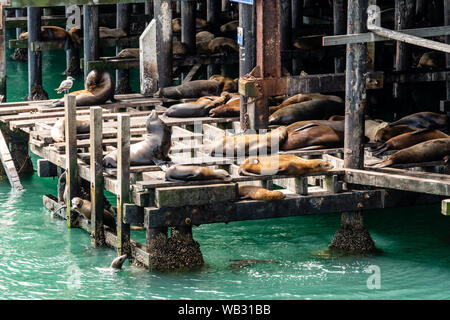 Santa Cruz, CA Sea Lions Stock Photo