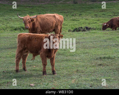 Highland cow on polish meadow. Highland cattle (Scottish Gaelic: Bò Ghàidhealach; Scots: Heilan coo) are a Scottishcattle breed. Stock Photo