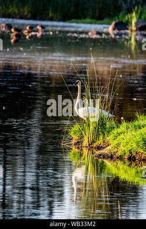 Resting Swan At Turnbull National Wildlife Refuge Stock Photo