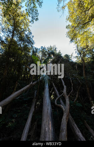 Trees fallen over in a forest Stock Photo