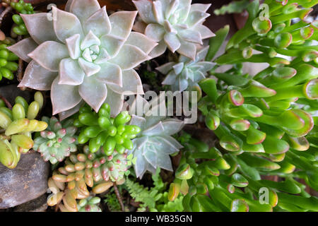 A variety of different green succulent plants, seen from above Stock Photo
