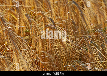 ears of barley Latin hordeum vulgare growing in early summer in a field in Italy Stock Photo