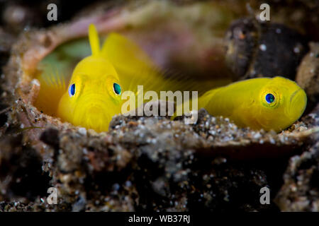 Lemon Goby Pair , Anilao Philippines Stock Photo