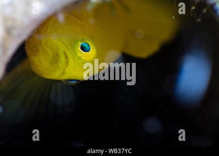 Lemon Goby with Green Reflecting Eye, Anilao Philippines Stock Photo