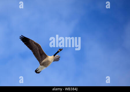 Canada Goose in Flight Stock Photo