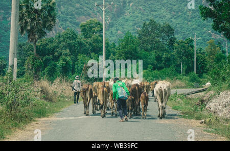 Dalat, Vietnam - Nov 12, 2018. Group of cow are walking on the road. Dalat is located 1,500 m above sea level in the Central Highlands region. Stock Photo