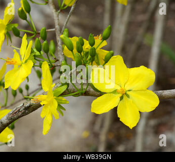 Ochna integerrima flowers at spring time in Southern Vietnam. Stock Photo