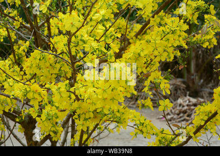 Ochna integerrima flowers at spring time in Southern Vietnam. Stock Photo