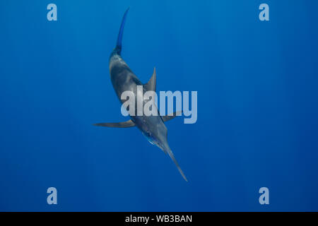 Blue Marlin with sunbeams Stock Photo