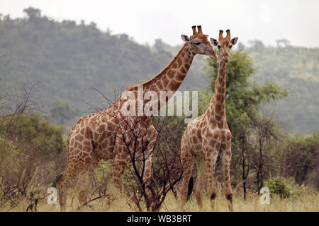 Two giraffes standing between trees on safari in South Africa Stock Photo