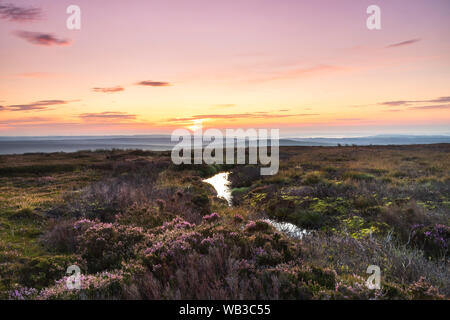 Teesdale, County Durham, UK. 24th August 2019. UK Weather.  It was colourful start to the Bank Holiday weekend on the moors of the North Pennines as the rising sun began to illuminate the flowering heather. With a good forecast for the next few days walkers and other outdoor enthusiasts could enjoy some spectacular views over the moors and mountains of Northern England. Credit: David Forster/Alamy Live News Stock Photo