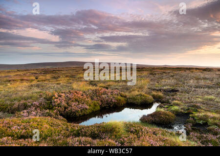 Teesdale, County Durham, UK. 24th August 2019. UK Weather.  It was colourful start to the Bank Holiday weekend on the moors of the North Pennines as the rising sun began to illuminate the flowering heather. With a good forecast for the next few days walkers and other outdoor enthusiasts could enjoy some spectacular views over the moors and mountains of Northern England. Credit: David Forster/Alamy Live News Stock Photo