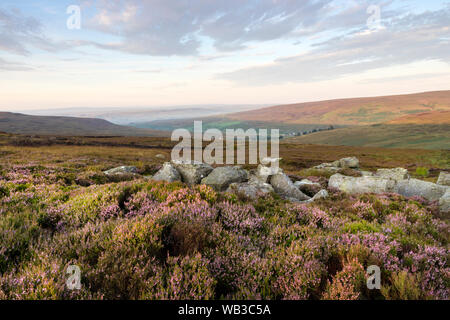 Teesdale, County Durham, UK. 24th August 2019. UK Weather.  It was colourful start to the Bank Holiday weekend on the moors of the North Pennines as the rising sun began to illuminate the flowering heather. With a good forecast for the next few days walkers and other outdoor enthusiasts could enjoy some spectacular views over the moors and mountains of Northern England. Credit: David Forster/Alamy Live News Stock Photo