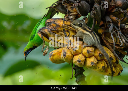 Golden-fronted Leafbird perching on bunch of banana and looking into a distance Stock Photo