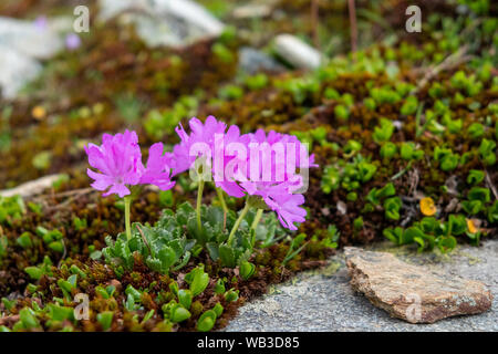 Primula. Alpine flower. Alps of Schobergruppe mountaun massif. Hohe Tauern National Park. Austrian Alps. Stock Photo
