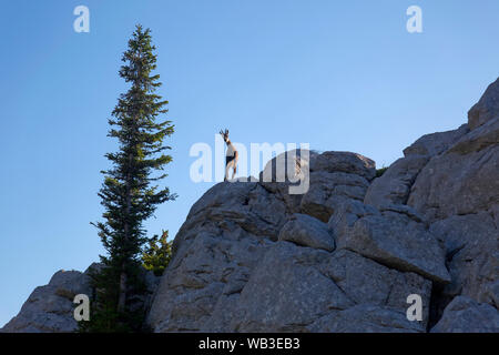 Chamois on the rock on Velebit Mountain in Croatia Stock Photo