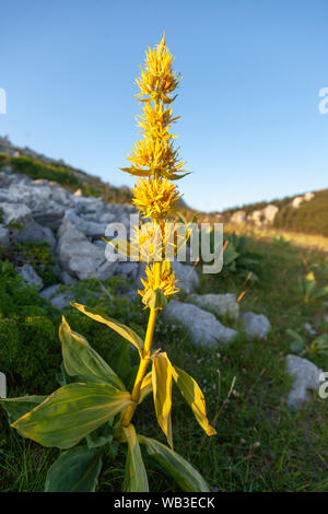 Gentiana lutea, the great yellow gentian on the Velebit Mountain in Croatia Stock Photo