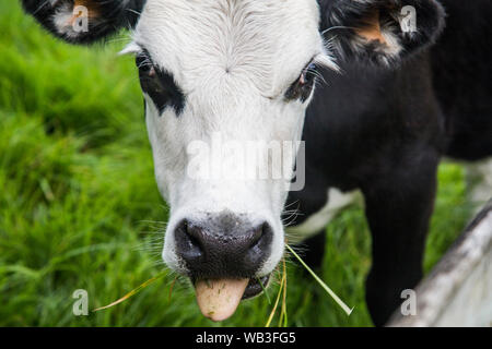 Cheeky black and white freisian calf poking its tongue out while grazing on vibrant green New Zealand grass on a lifestyle block. White face black eye