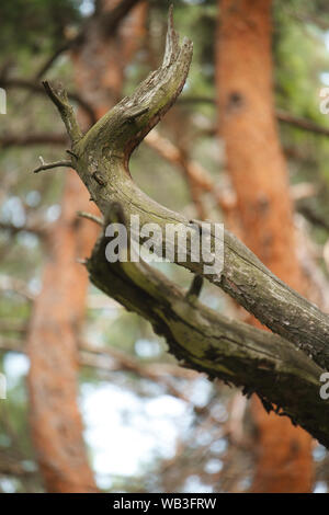 Old, dry, crumpled tree against a blurry forest background, selective focus Stock Photo