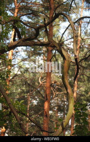 Old, dry, crumpled tree against a blurry forest background, selective focus Stock Photo