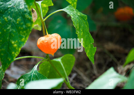 Close up of orange fezalis flowers on green branches on blurred forest background, selective focus Stock Photo