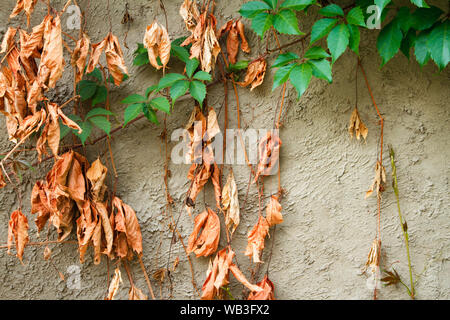 Old dried and new green leaves of wild grapes on the backdrop of an old cement wall, selective focus Stock Photo