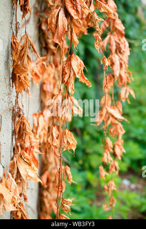 Old dried and new green leaves of wild grapes on the backdrop of an old cement wall, selective focus Stock Photo