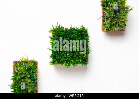 Grassy plants in square and rectangular pots Stock Photo