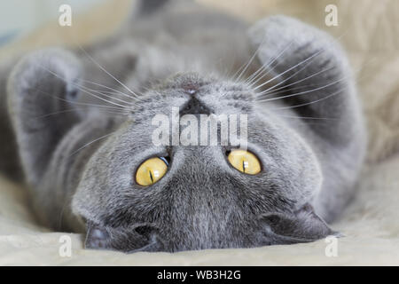 Cat looking at the camera. British shorthair purebred male cat lying on his back and looking in your eyes. Stock Photo