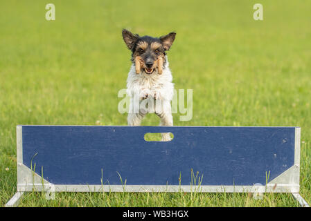 Small Jack Russell Terrier dog is jumping fast over a hurdle. Dog is holding a dumbbells in the catch Stock Photo