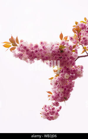 sakura flowers isolated on white background Stock Photo - Alamy
