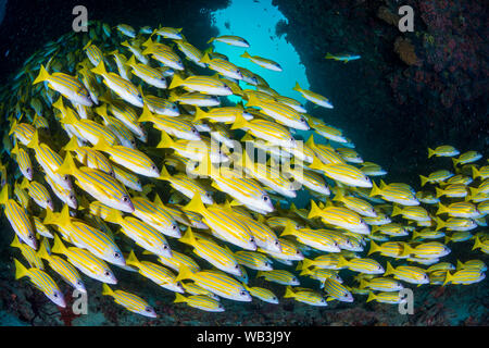 School of Blue banded snapper Stock Photo
