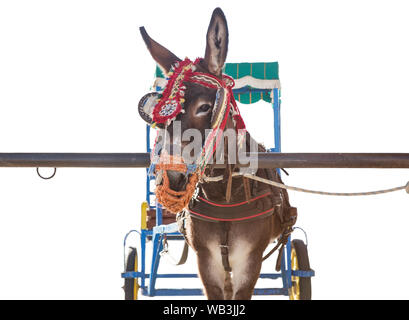 donkey taxis in mijas waiting for a customer cut out on white Stock Photo