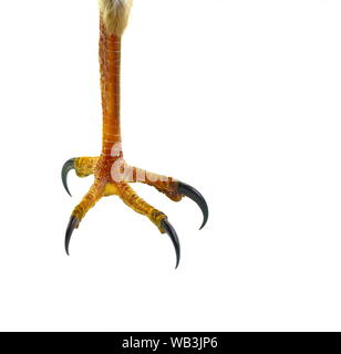 a leg of a hawk with claws isolated on white background Stock Photo - Alamy