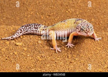 Leopard Gecko Stock Photo
