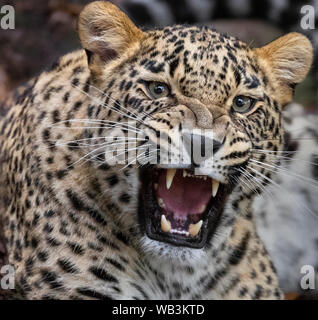 Persian leopard Stock Photo