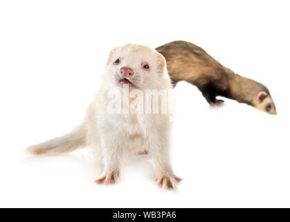 two ferrets in front of white background Stock Photo