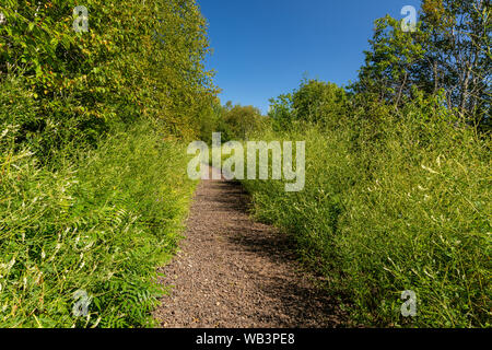 Hiking Trail In The Woods On Former Railroad Line Stock Photo