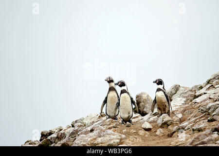 Three Humboldt Penguins (Spheniscus humboldti) on Rocks. Ballestas Islands, Paracas, Peru Stock Photo
