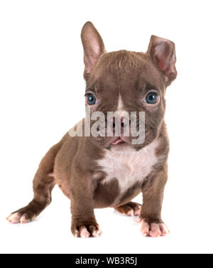 puppy american bully in front of white background Stock Photo