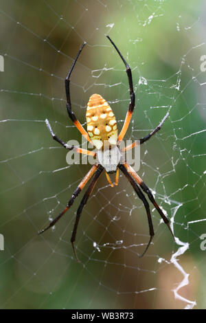 A Yellow Garden Spider sits waiting in hopes of something flying into its distinctive, zig-zagged net in McAllister Park in San Antonio, Texas. Stock Photo
