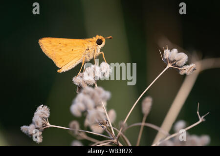 A Fiery Skipper butterfly perched on common hedge parsley at the El Dorado Duck Ponds in San Antonio, Texas. Stock Photo